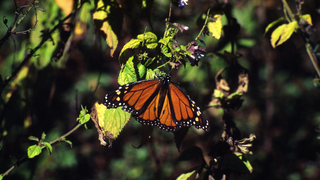Monarch Butterflies May Soon Be an Endangered Species